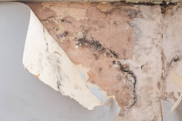 Peeling wallpaper revealing extensive mold growth on the wall behind