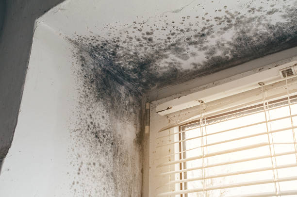 Black mold growth in a corner near a window